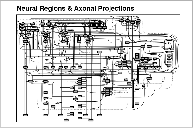 slide08_BrainConnections