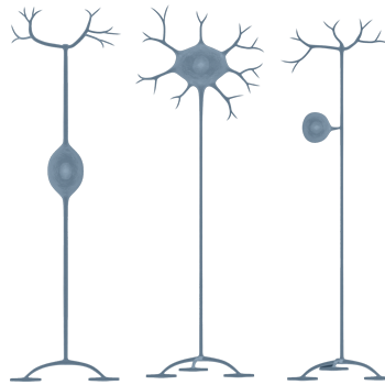 Neuroscience