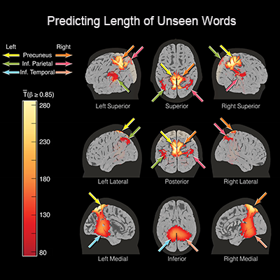 Predicting word features during reading